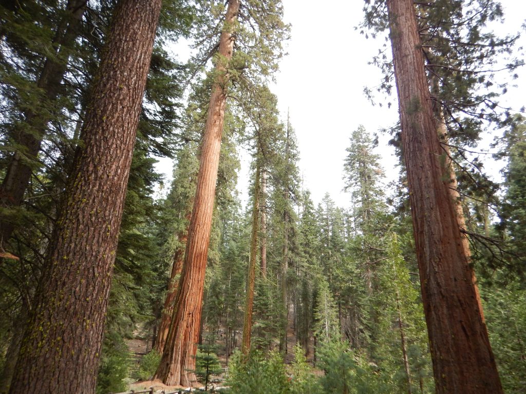 California Yosemite 2015 JRV 643