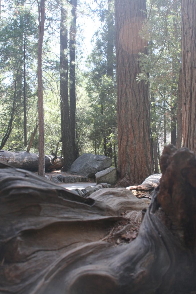 California Yosemite 2015 canon 102