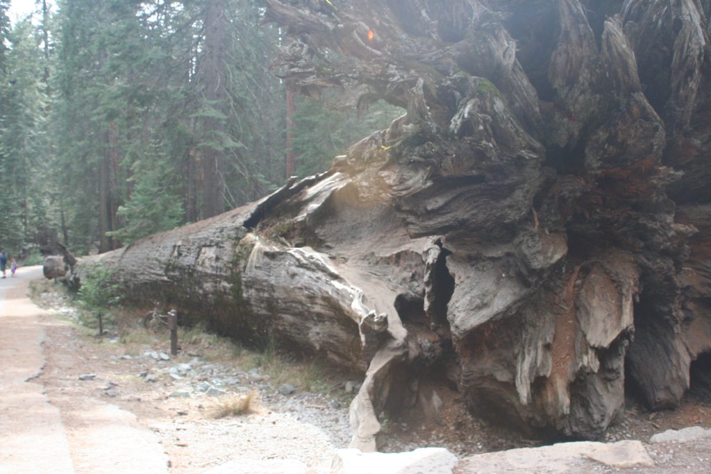 California Yosemite 2015 canon 163