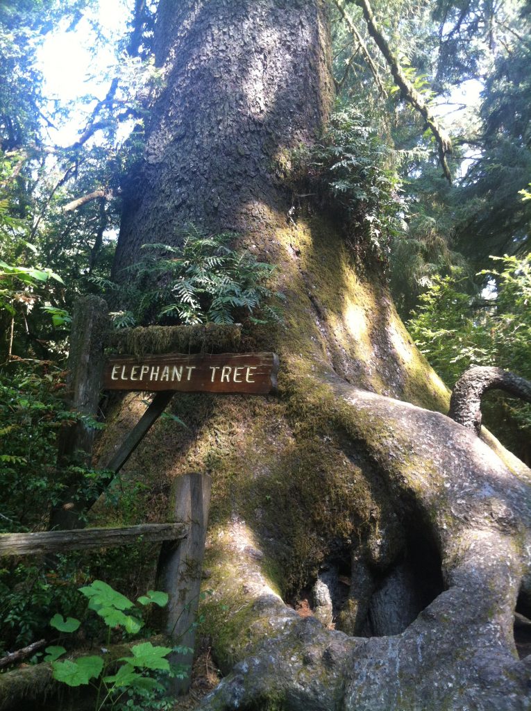 California Redwood National Park 2015 013