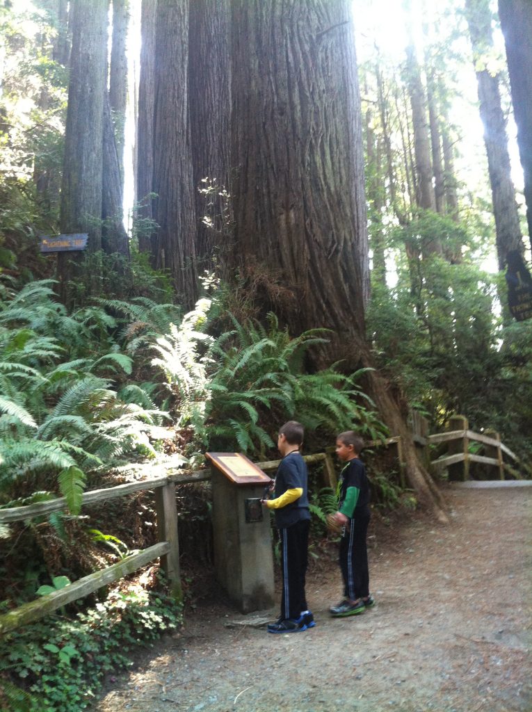 California Redwood National Park 2015 035