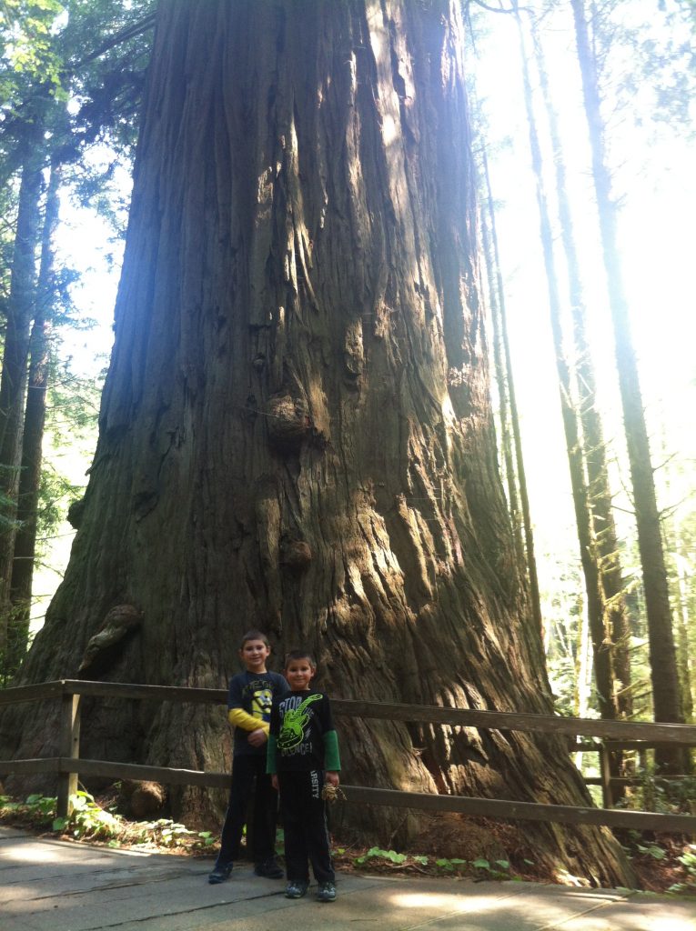 California Redwood National Park 2015 045