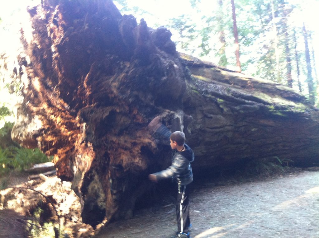California Redwoods 2015 030