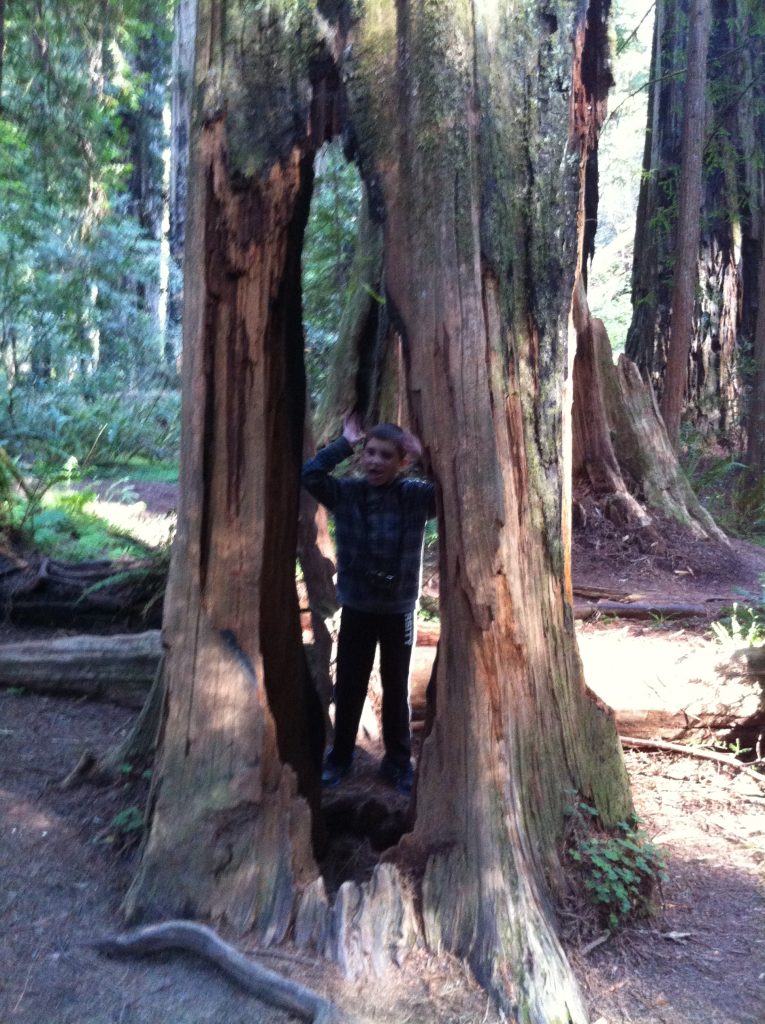 California Redwoods 2015 050