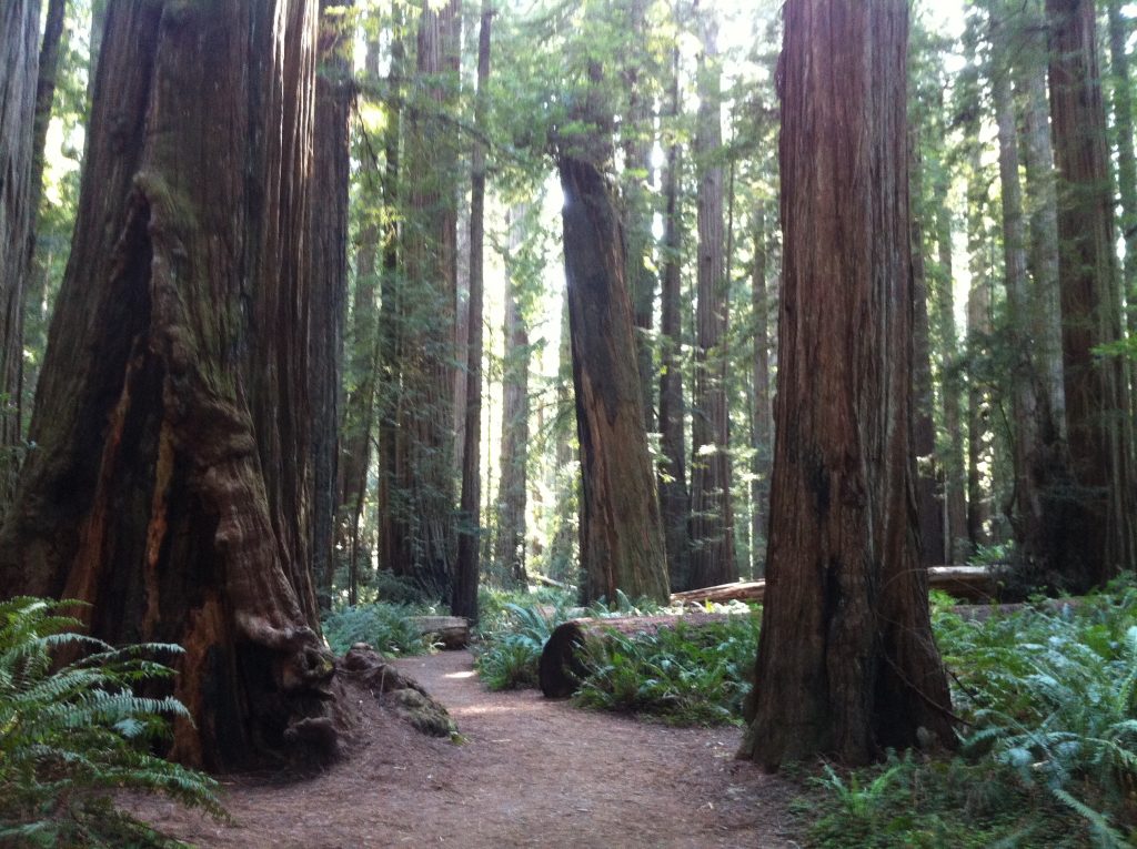 California Redwoods 2015 052