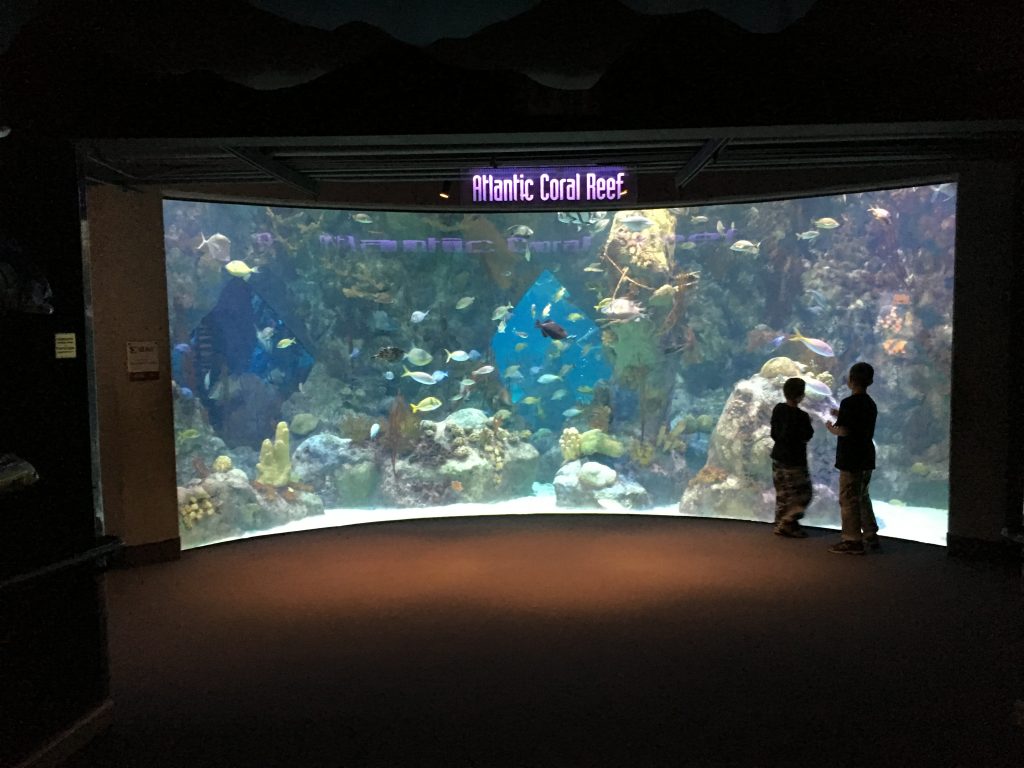 Atlantic Coral Reef Tank at Albuquerque Aquarium