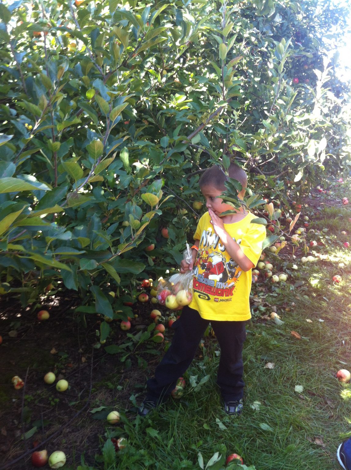 Apple Picking at All Seasons Orchard in Woodstock, Illinois Travel 50